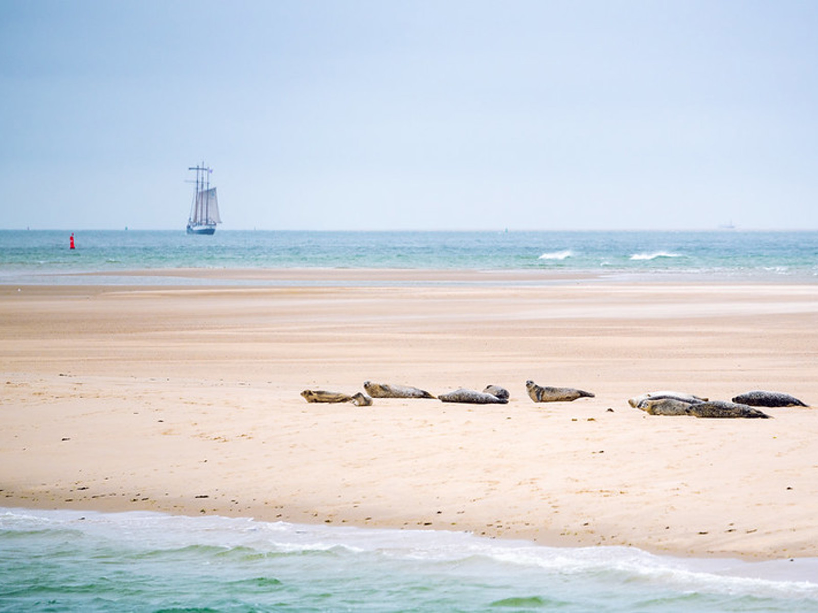 Waddenzee zeehonden / robben / seals